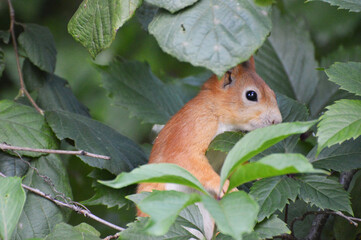 eye of a squirrel in a hazel tree