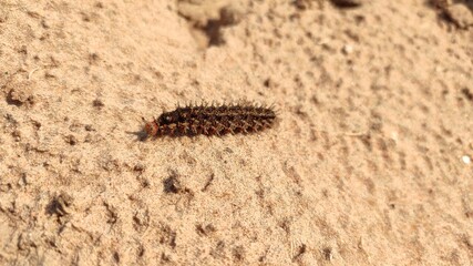 A caterpillar in desert field
