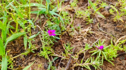 spring flowers in the grass
