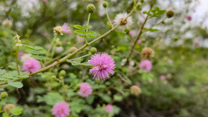 Beautiful blossoming pink flowers of wild Indian bush looking like Mimosa strigillosa (sunshine mimosa) 
