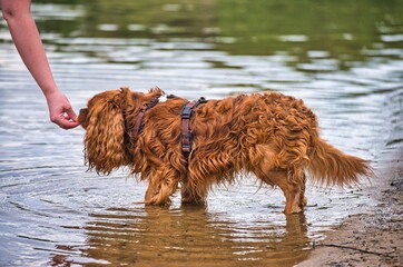 Dog play and romp on the dog beach in Langenhagen near Hannover at the Silbersee