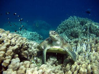 Fototapeta na wymiar Big Green turtle on the reefs of the Red Sea.