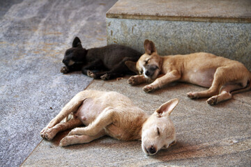 Three Small puppies sleeping on the street or floor