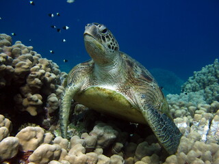 Big Green turtle on the reefs of the Red Sea.