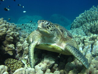 Big Green turtle on the reefs of the Red Sea.