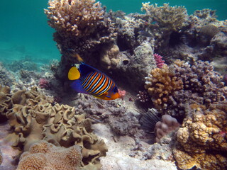 Royal angelfish. Fishes - a type of bone fish Osteichthyes. Angelfish Pomacanthidae. Royal angel fish.