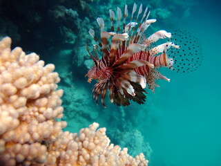 Fototapeta na wymiar Lion Fish in the Red Sea.