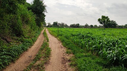 Fototapeta na wymiar path along side the green growing bajara field