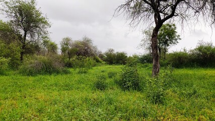 Green grasslands in the forest, trees and cloudy sky