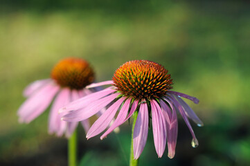 Pink flowers in the garden in summer closeup