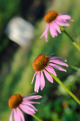 Pink flowers in the garden in summer closeup