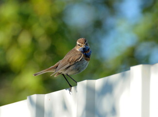 Male   bluethroat (Luscinia svecica) sits on a fence on a Sunny summer morning. Moscow region. Russia.