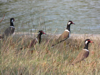 country goose on the shore