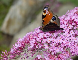 colorful butterfly on a flower
