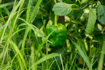 Organic green Pepper in a cultivated green background for lifestyle