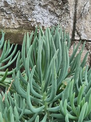 plants and flowers used for taxonomy studies
