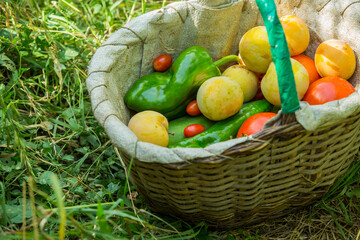 Basket with a Organic and selection of healthy food in a green background