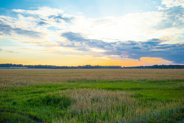Summer landscape, beautiful evening sunset on a wheat field