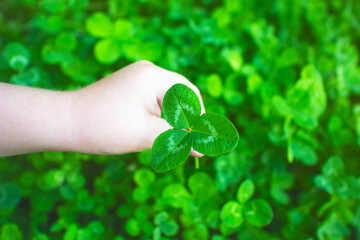 Close-up of a child's hand holding a clover, a young shamrock. Holiday symbol, St. Patrick's Day