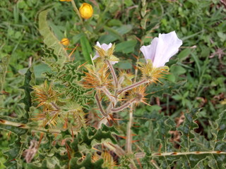plants and flowers used for taxonomy studies
