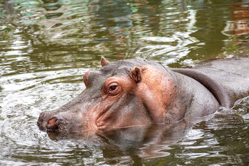 Hippo Lele ,the star animal in Hsichu Zoo of Taiwan.