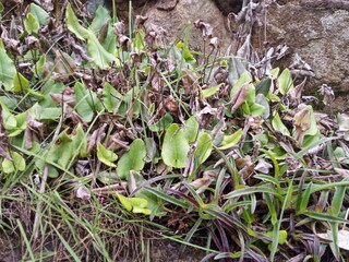 plants and flowers used for taxonomy studies
