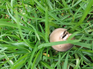 plants and flowers used for taxonomy studies
