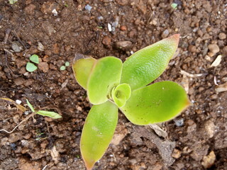 plants and flowers used for taxonomy studies
