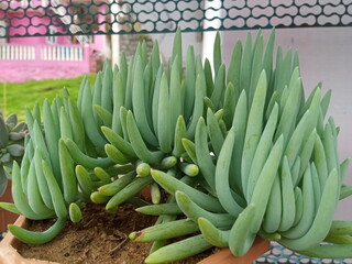 plants and flowers used for taxonomy studies
