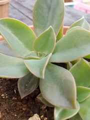 plants and flowers used for taxonomy studies
