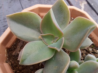 plants and flowers used for taxonomy studies
