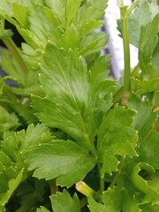 plants and flowers used for taxonomy studies
