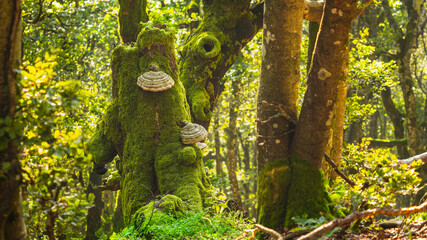 Natura jest jak artystka, w tym przypadku ozdobiła pień drzewa, aby nie można było oderwać od niego wzroku © Piotr