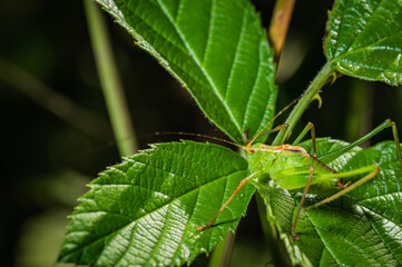 The climbing locust [Leptophyes punctatissima]