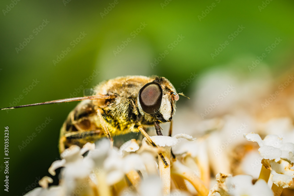 Wall mural the pellucid hoverfly [volucella pellucens]