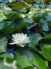 Lotosblume im Teig in Deutschland