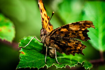 The comma (butterfly) [Polygonia c-album]