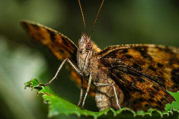The comma (butterfly) [Polygonia c-album]