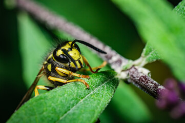 The wasp [Vespula germanica]