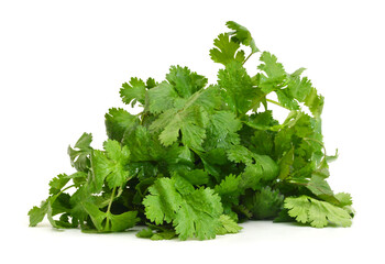 Cilantro