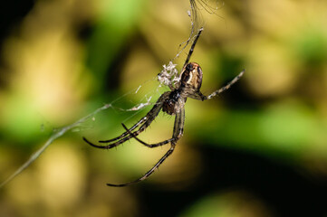 The cross spider [Araneus diadematus]