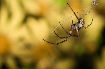 The cross spider [Araneus diadematus]