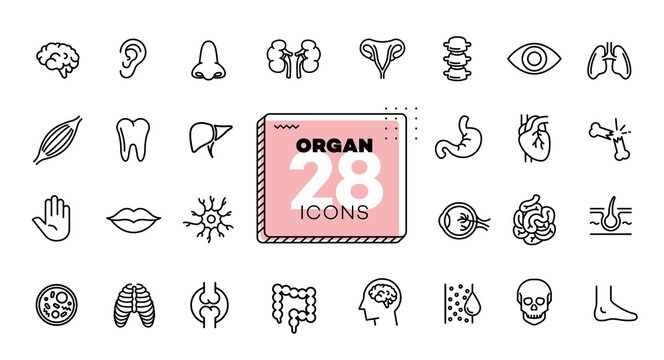 Organ icons set. Line, flat, vectors for mobile applications, buttons and website design. Illustration isolated on white background. Collection modern logo, app, infographic with EPS 10 format