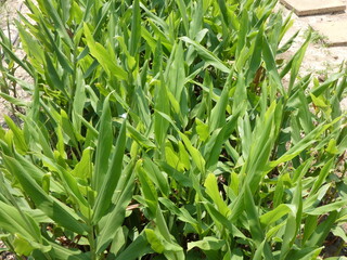 Obraz premium Vegetable basil