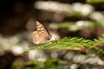 Small brown butterfly sits on a pine branch against a blurred brown background