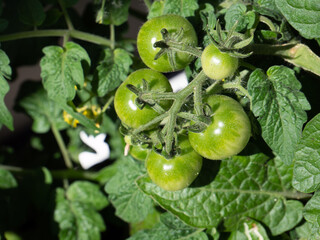 green tomatoes in the garden