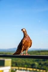 Budapester Kurze © baudri