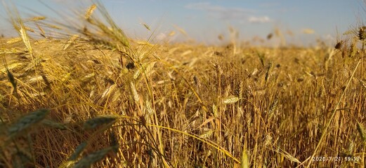 Fototapeta premium ears of wheat