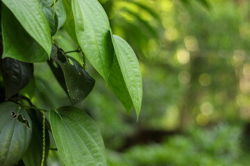 Black pepper plant close up leaves and blur background.