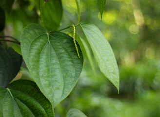 Black pepper plant close up leaves and blur background.